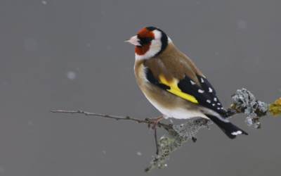 Rendez-vous au jardin les 25 et 26 janvier 2020